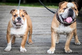 ¿Cómo son los bulldogs ingleses? Explorando estos poderosos cachorros