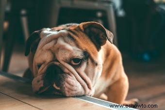 ¿Cómo son los bulldogs ingleses? Explorando estos poderosos cachorros