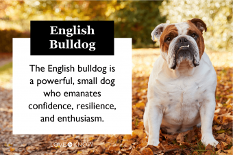 ¿Cómo son los bulldogs ingleses? Explorando estos poderosos cachorros