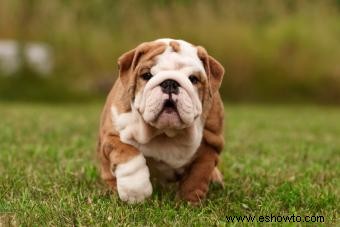 ¿Cómo son los bulldogs ingleses? Explorando estos poderosos cachorros