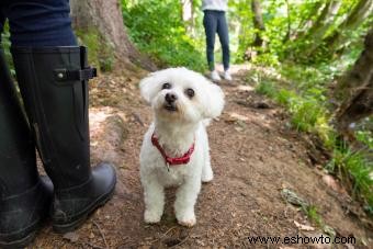 ¿Qué es una mezcla de Shih Poo? Datos y características clave