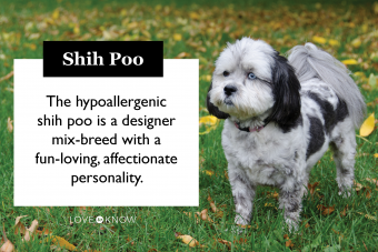 ¿Qué es una mezcla de Shih Poo? Datos y características clave