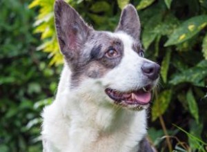 ¿Qué hace único al Corgi Galés Cardigan? Historia, temperamento y cuidados esenciales