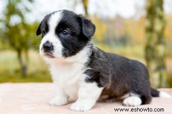 ¿Qué hace que el Corgi Galés Cardigan sea único?