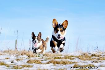 ¿Qué hace que el Corgi Galés Cardigan sea único?