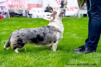 ¿Qué hace que el Corgi Galés Cardigan sea único?