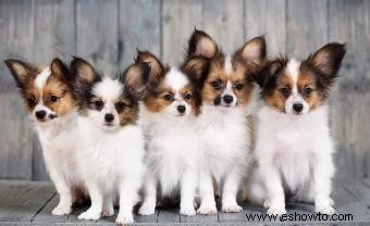 Qué esperar de un cachorro Papillon