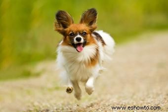 Qué esperar de un cachorro Papillon