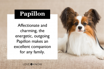 Qué esperar de un cachorro Papillon