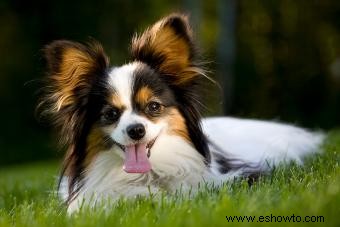 Qué esperar de un cachorro Papillon