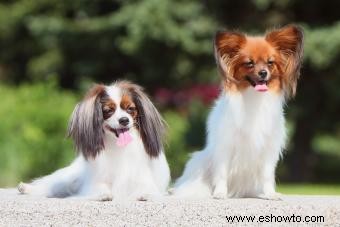 Qué esperar de un cachorro Papillon