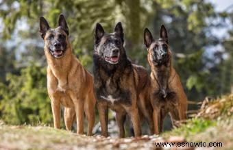 Qué esperar del belga malinois:temperamento, rasgos y orígenes