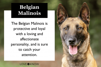 Qué esperar del belga malinois:temperamento, rasgos y orígenes