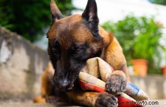 Qué esperar del belga malinois:temperamento, rasgos y orígenes