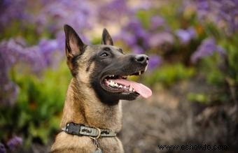 Qué esperar del belga malinois:temperamento, rasgos y orígenes