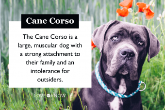 ¿Quién es la raza de perro Cane Corso?