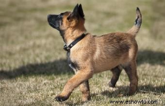 Qué esperar del belga malinois:temperamento, rasgos y orígenes