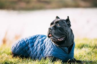 ¿Quién es la raza de perro Cane Corso?