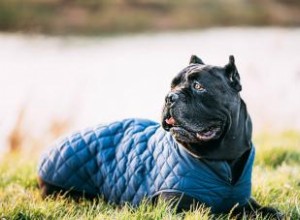 ¿Quién es la raza de perro Cane Corso?