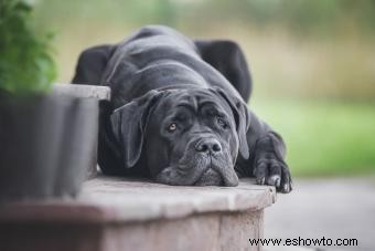 ¿Quién es la raza de perro Cane Corso?