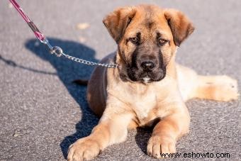 ¿Quién es la raza de perro Cane Corso?