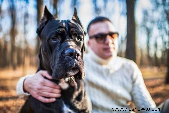 ¿Quién es la raza de perro Cane Corso?