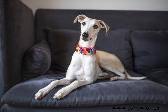 ¿Quién es la raza de perro Whippet?