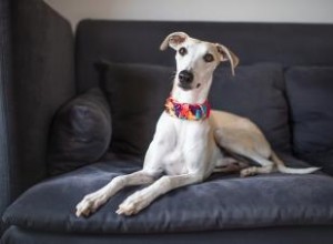 ¿Quién es la raza de perro Whippet?