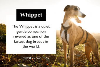 ¿Quién es la raza de perro Whippet?