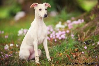 ¿Quién es la raza de perro Whippet?