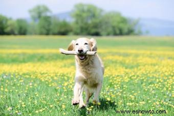 Por qué el golden retriever es tan querido:características y personalidad exploradas