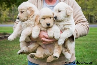 Por qué el golden retriever es tan querido:características y personalidad exploradas