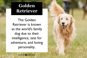 Por qué el golden retriever es tan querido:características y personalidad exploradas