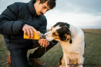 ¿Funcionará el perro Mountain Cur con su familia?