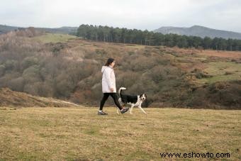 ¿Funcionará el perro Mountain Cur con su familia?