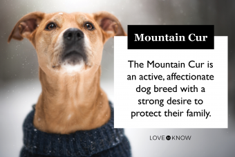 ¿Funcionará el perro Mountain Cur con su familia?