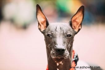 Xoloitzcuintli:el perro guardián vigilante de los antiguos aztecas