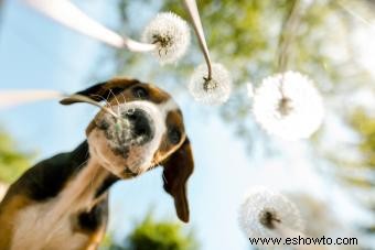 ¿Funcionará el perro Mountain Cur con su familia?