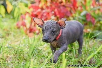 Xoloitzcuintli:el perro guardián vigilante de los antiguos aztecas