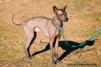 Xoloitzcuintli:el perro guardián vigilante de los antiguos aztecas