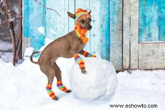 Xoloitzcuintli:el perro guardián vigilante de los antiguos aztecas