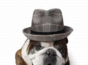 111 Nombres Fabulosos para Perros Machos: Ideas Únicas e Inspiradoras