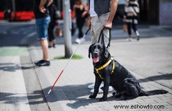 15 argumentos de por qué los perros son mejores que los gatos