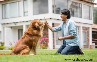 15 argumentos de por qué los perros son mejores que los gatos