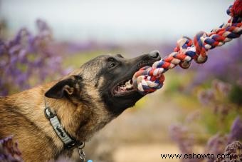 18 razas de perros conocidas por su fuerte mordisco 