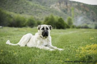 18 razas de perros conocidas por su fuerte mordisco 