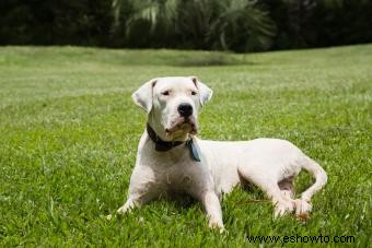 18 razas de perros conocidas por su fuerte mordisco 