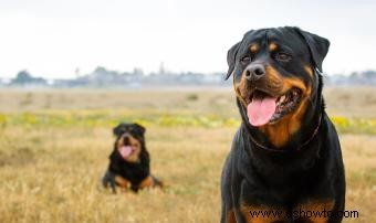 18 razas de perros conocidas por su fuerte mordisco 