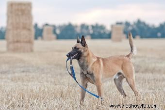 18 razas de perros conocidas por su fuerte mordisco 