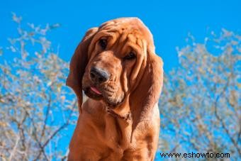 26 perros famosos que cambiaron la historia